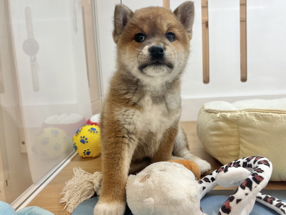 柴犬
