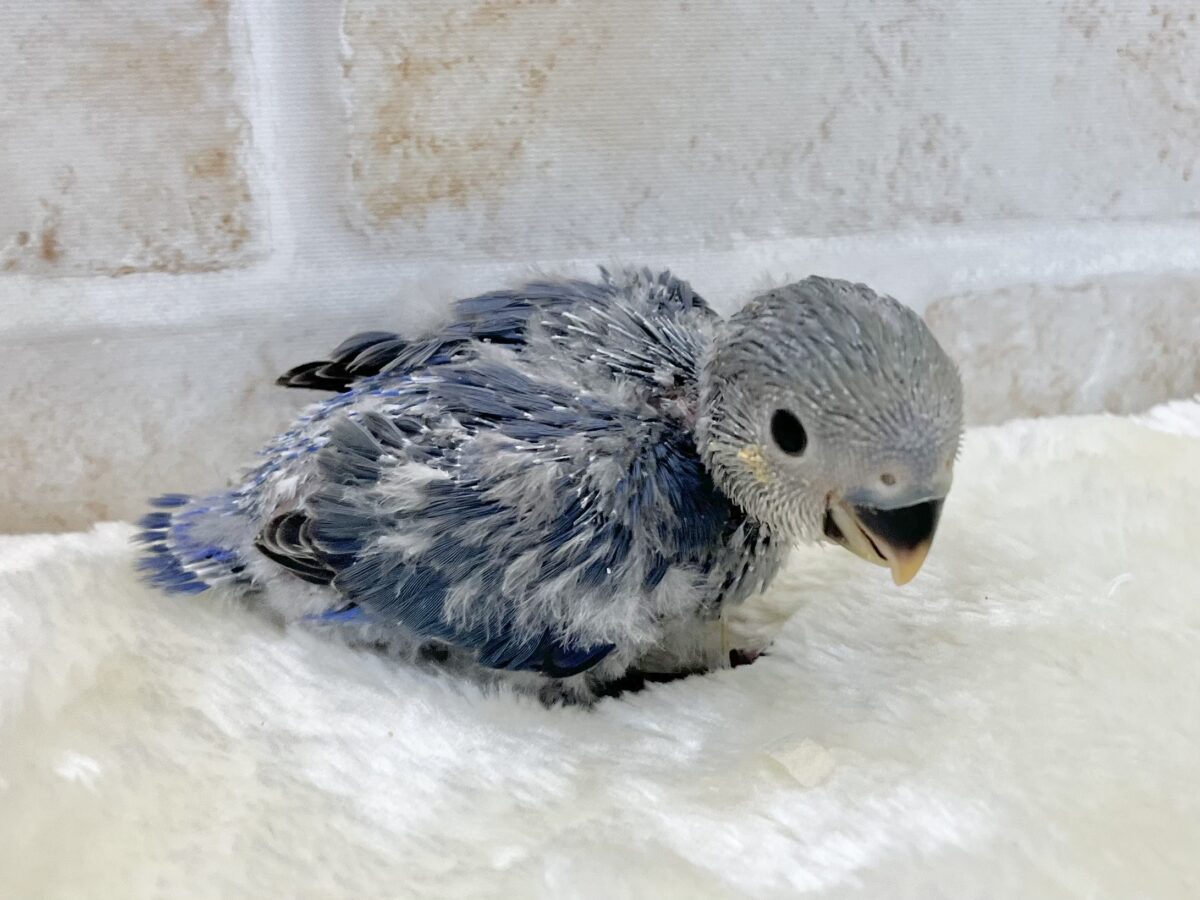 コザクラインコ（小桜インコ）