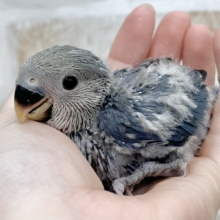 ミヤビなムラサキ〜💜✨　コザクラインコ（バイオレット）