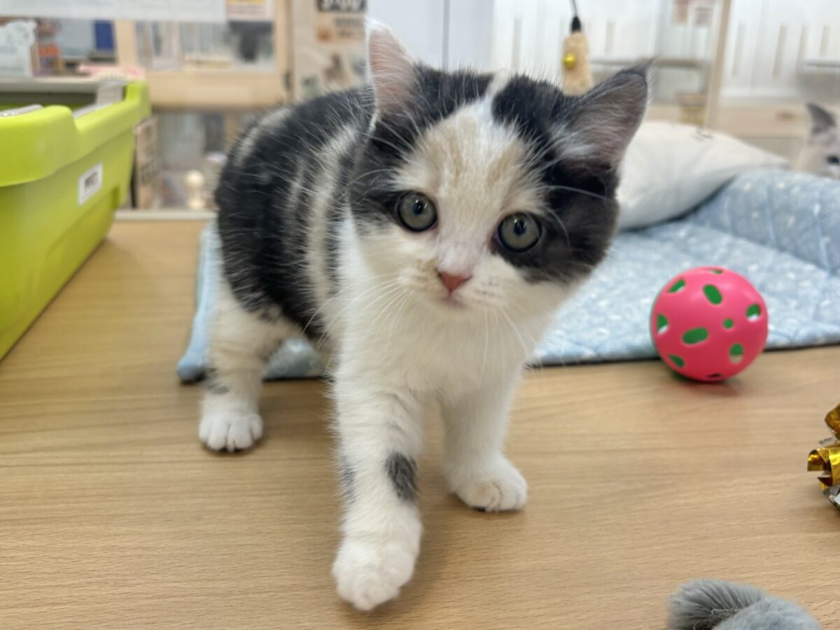 ミックス猫