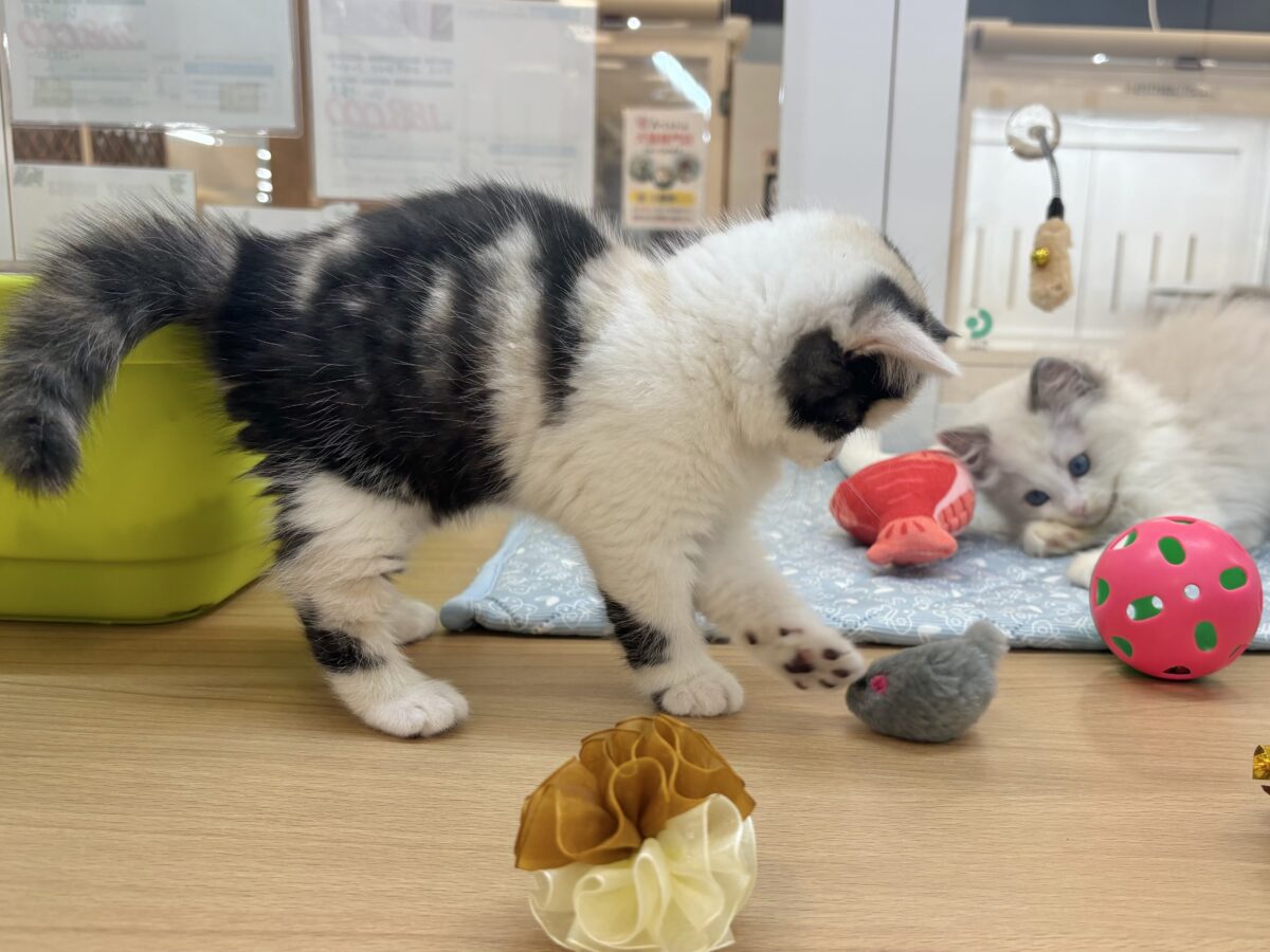 ミックス猫