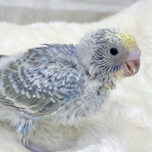 濃いめの模様がオシャレ🌈💖  セキセイインコ（パステルレインボー）