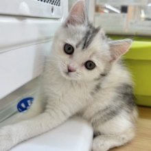 控えめだけど甘えたい！！ハーフ猫ちゃん！