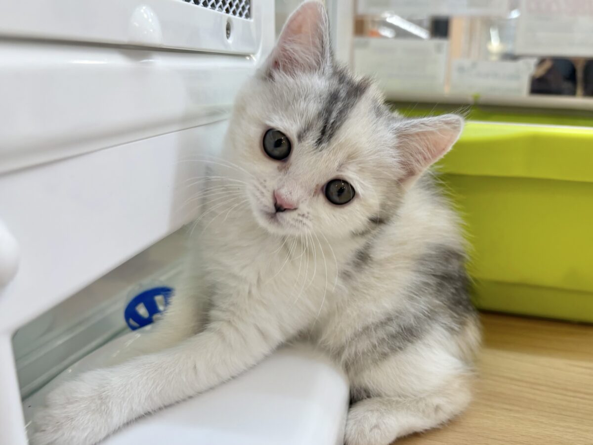 控えめだけど甘えたい！！ハーフ猫ちゃん！