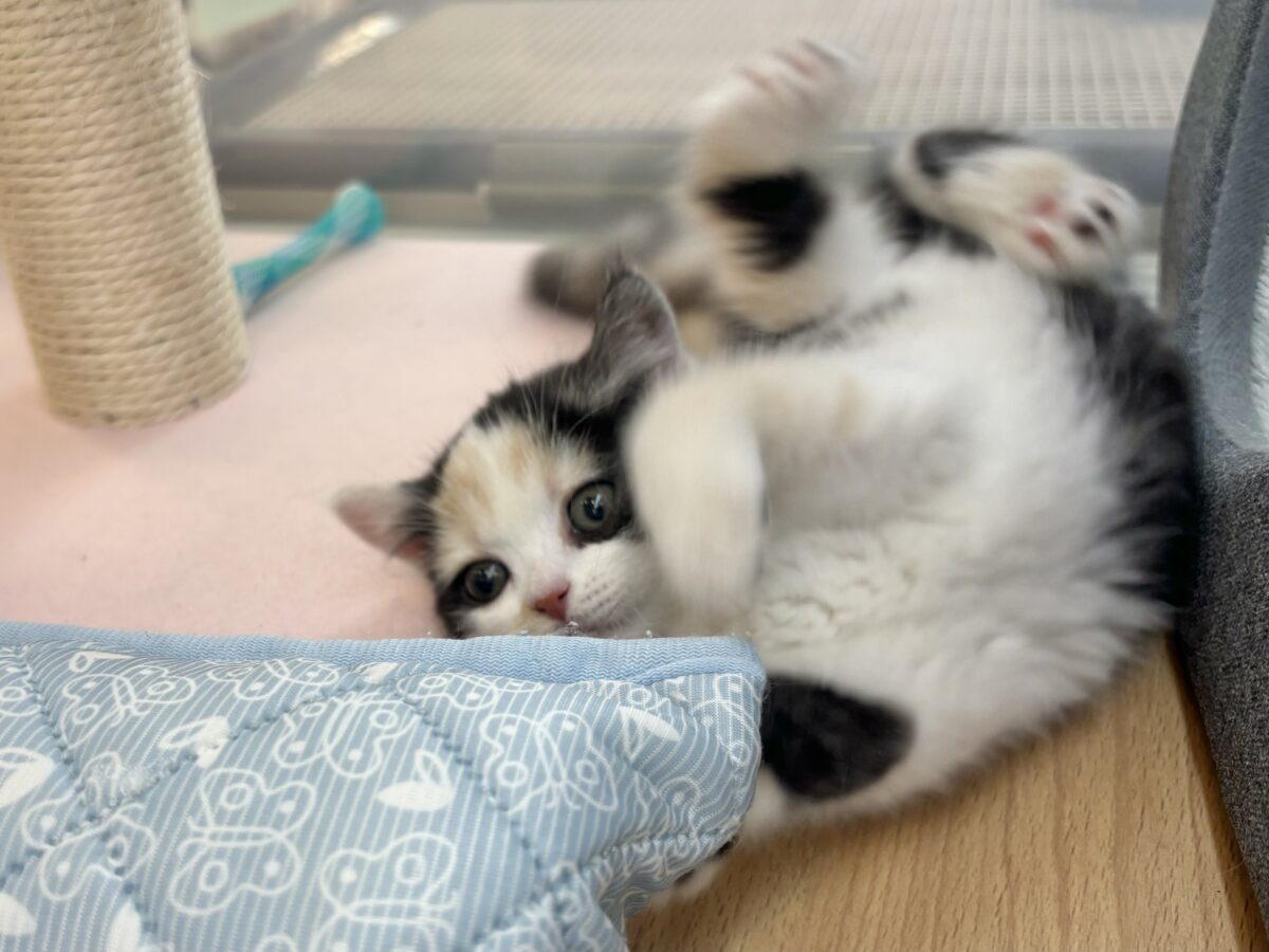 ミックス猫