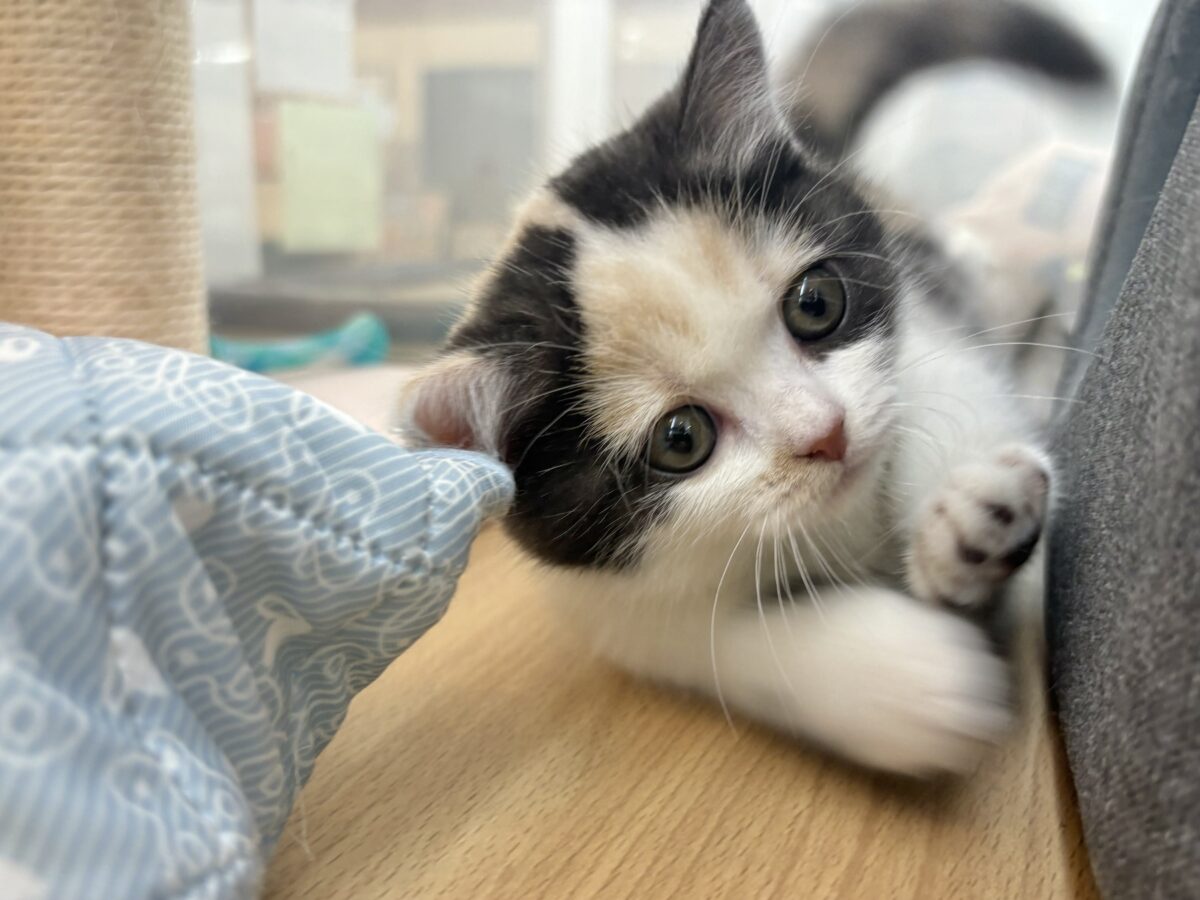 ミックス猫