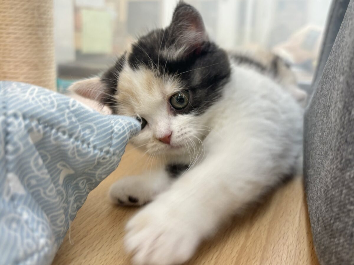 ミックス猫