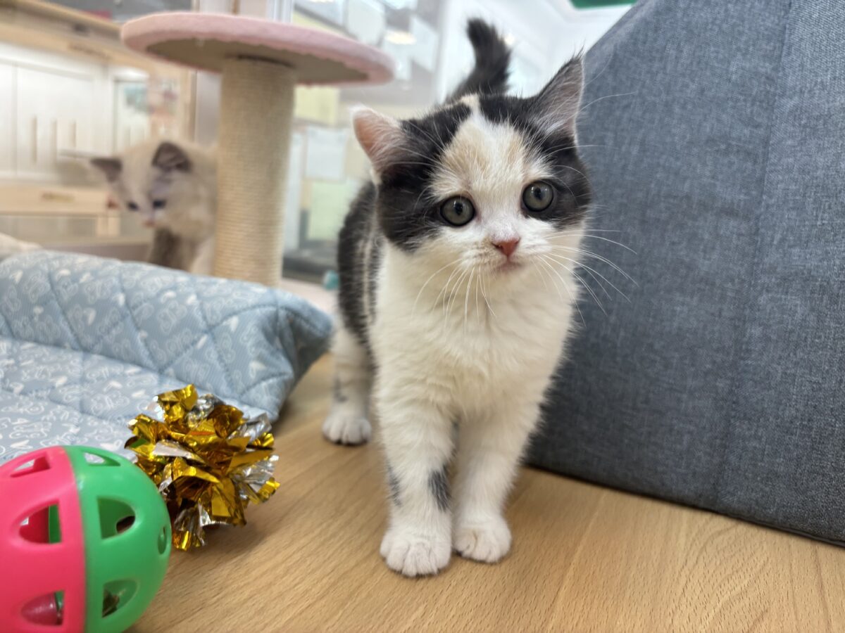 ミックス猫