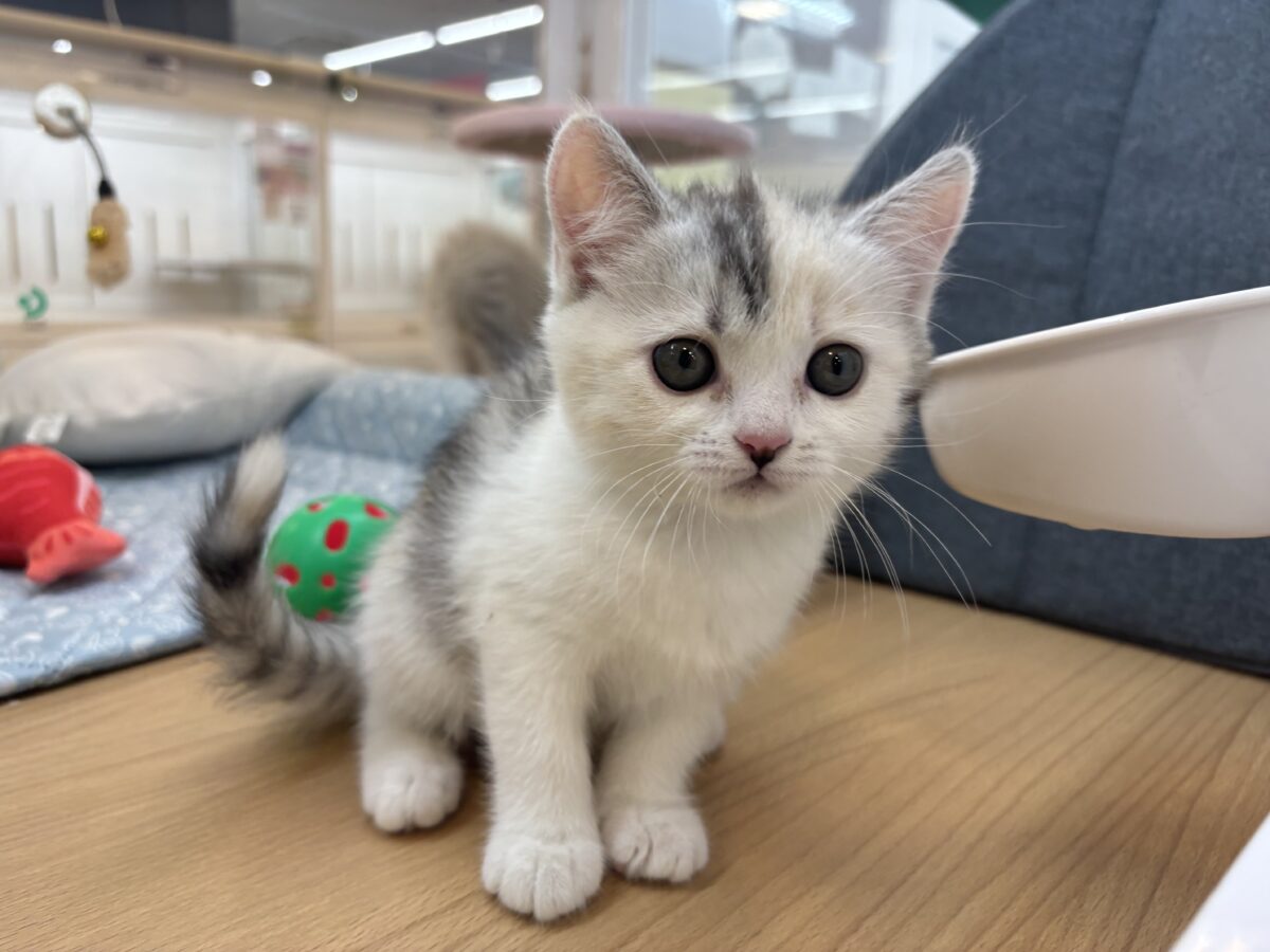 ミックス猫