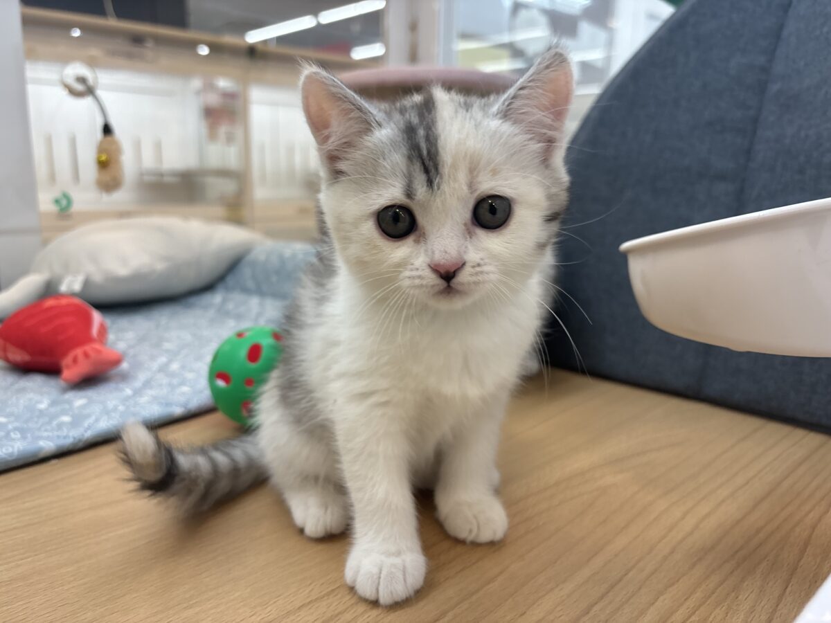 ミックス猫