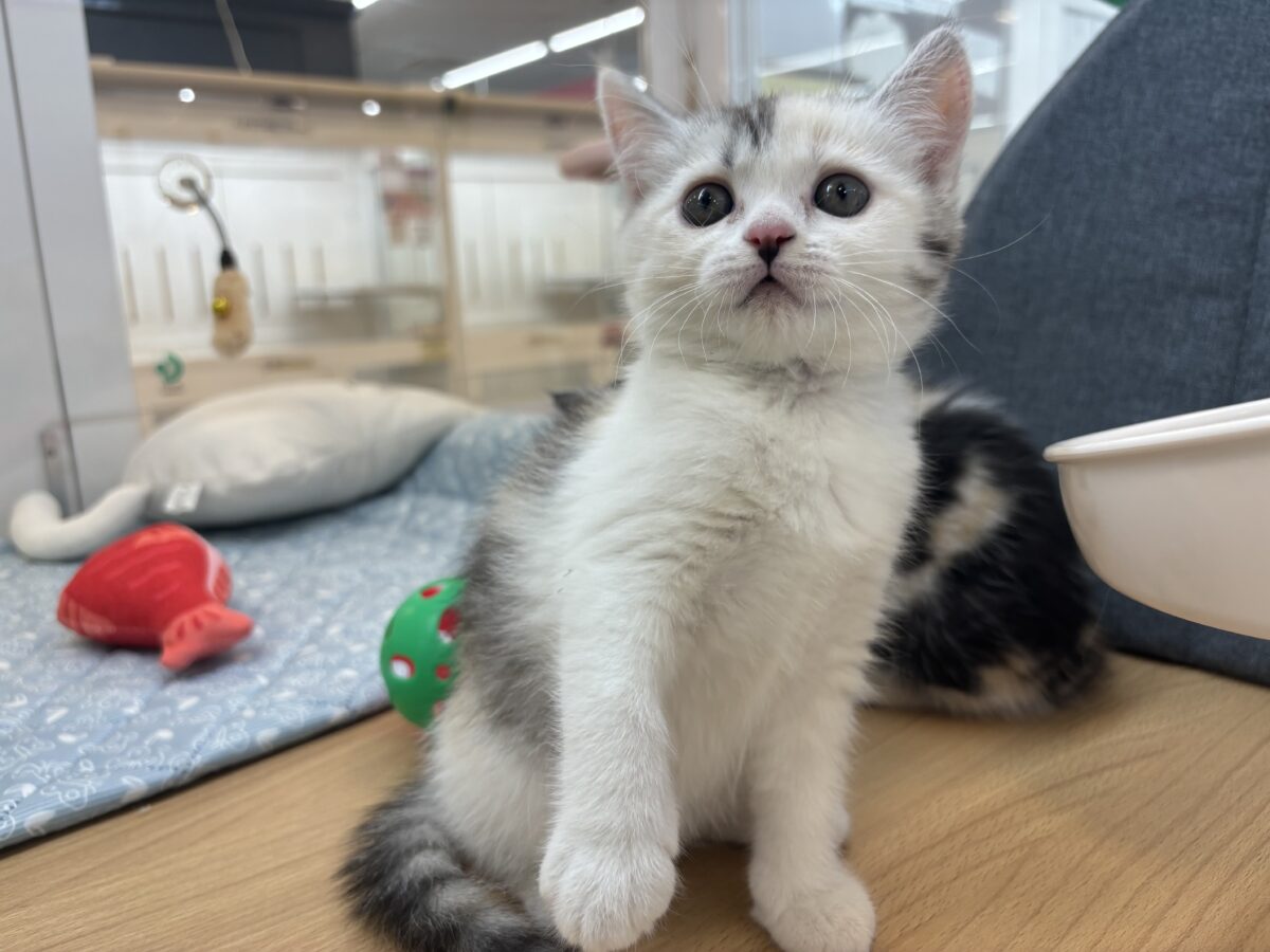 ミックス猫