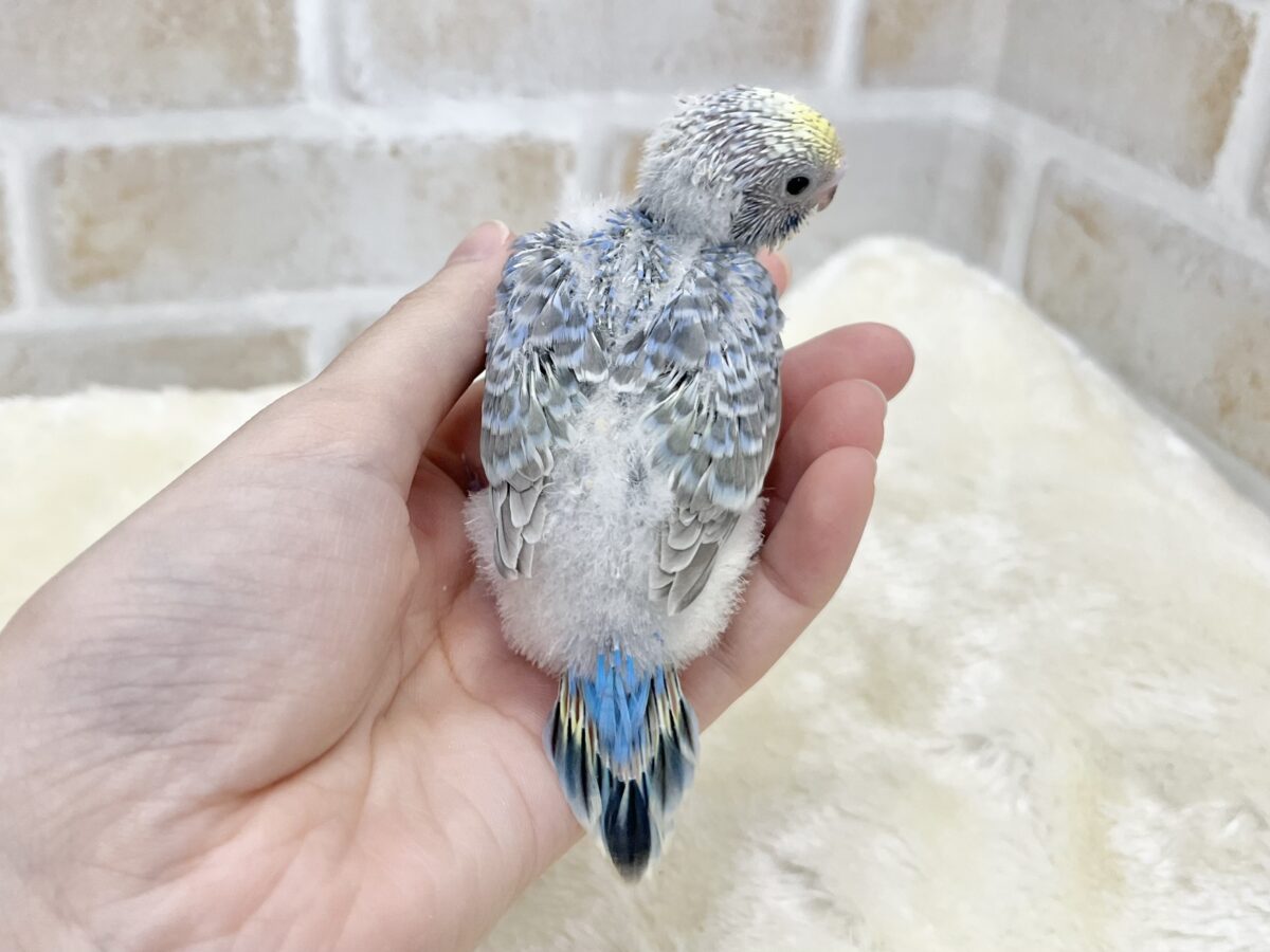 【🆙最新画像あり‼️】お口いっぱいに広がるーーシェイクの感動♩ 🌈💖 セキセイインコ(パステルレインボー) セキセイインコ