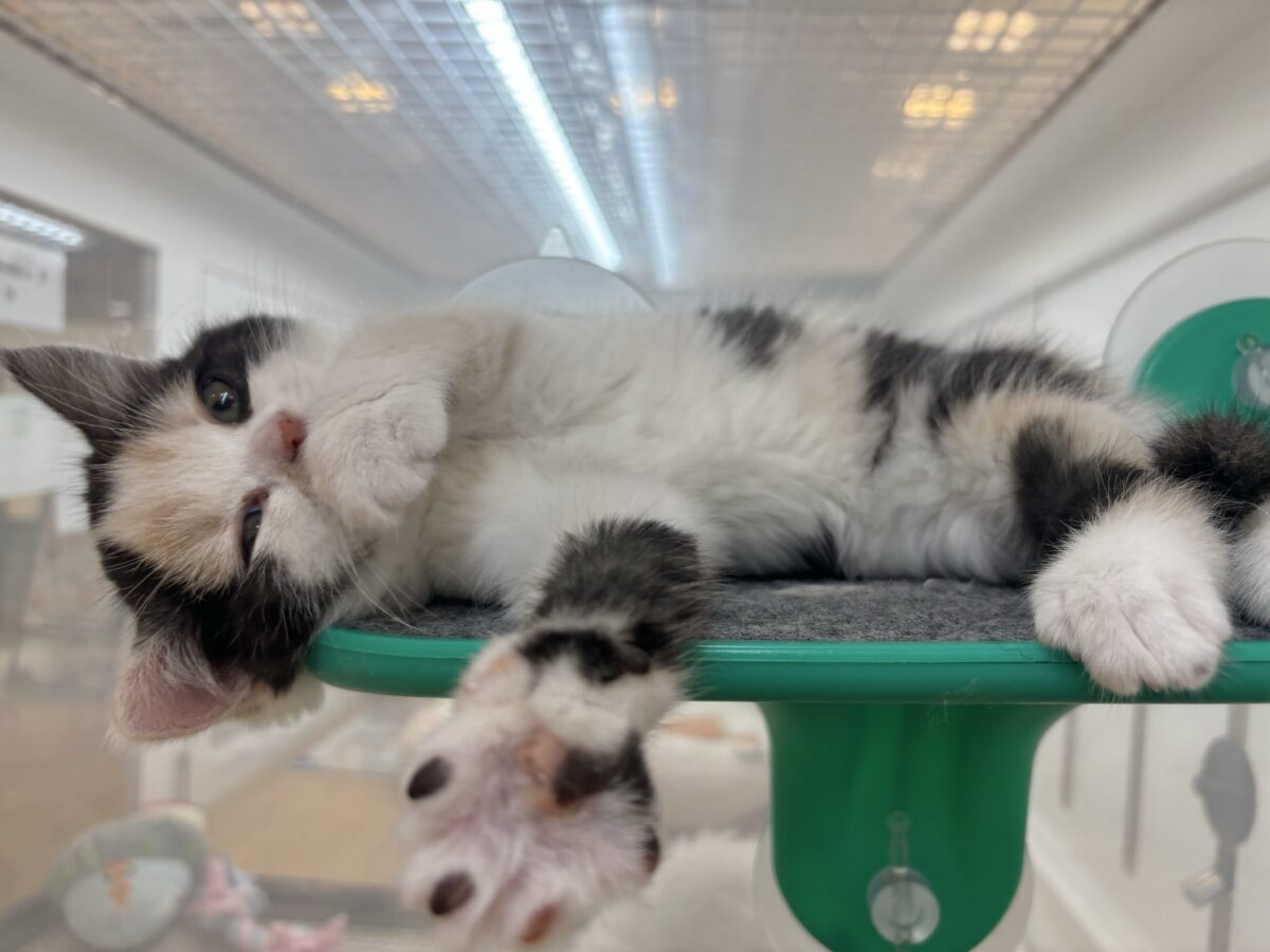 ミックス猫
