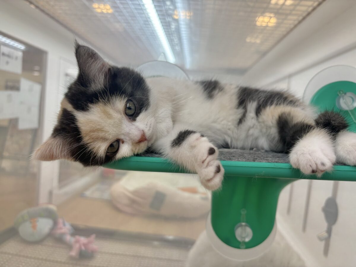 ミックス猫