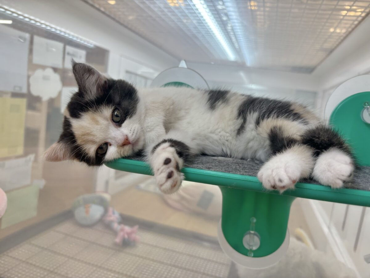 ミックス猫