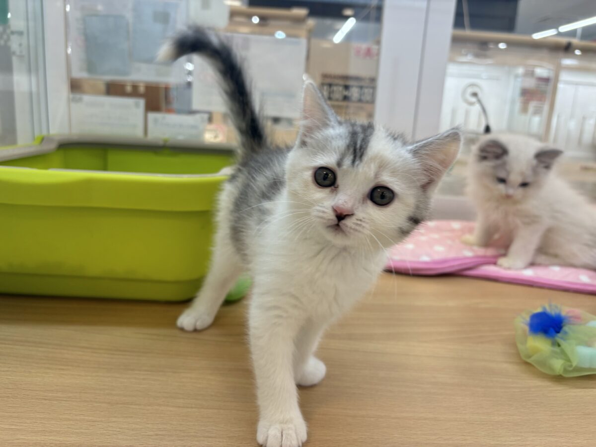 ミックス猫