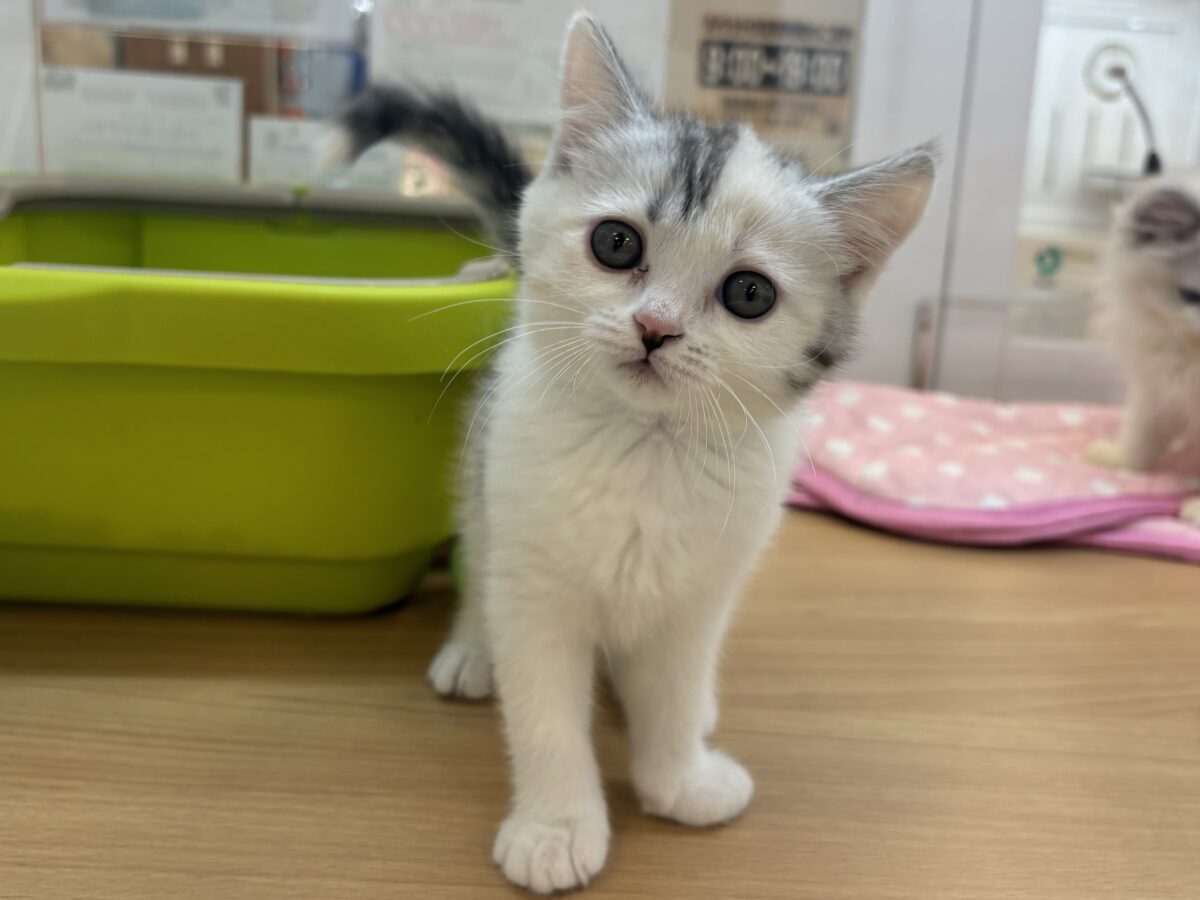 ミックス猫
