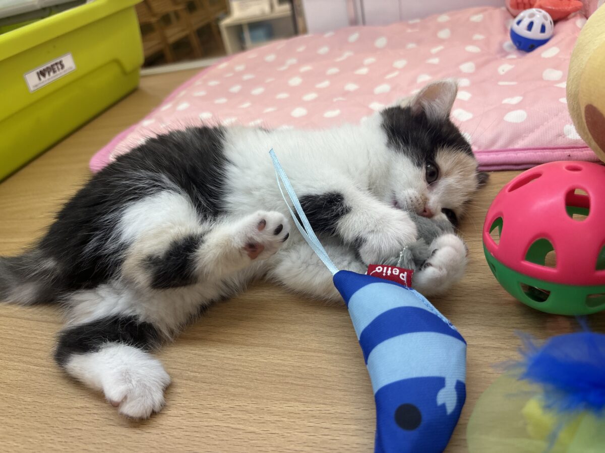 ミックス猫