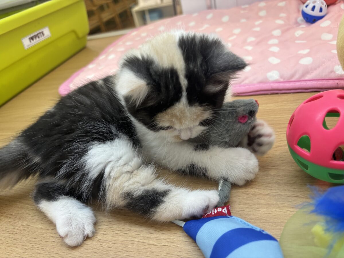 ミックス猫