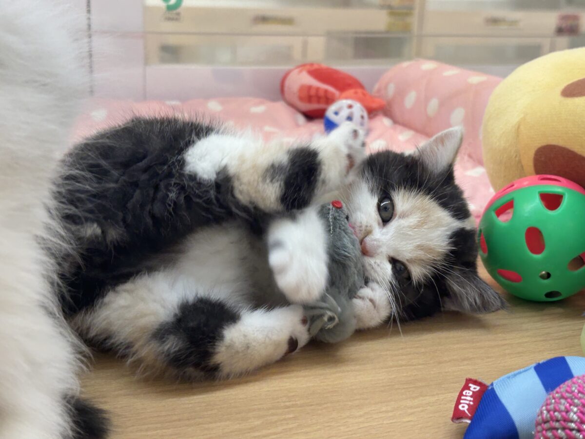 ミックス猫