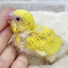 ふわふわタンポポちゃん🌼🐥　セキセイインコ（ルチノー）