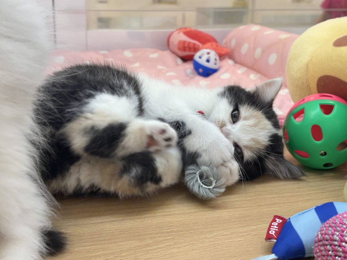 ミックス猫