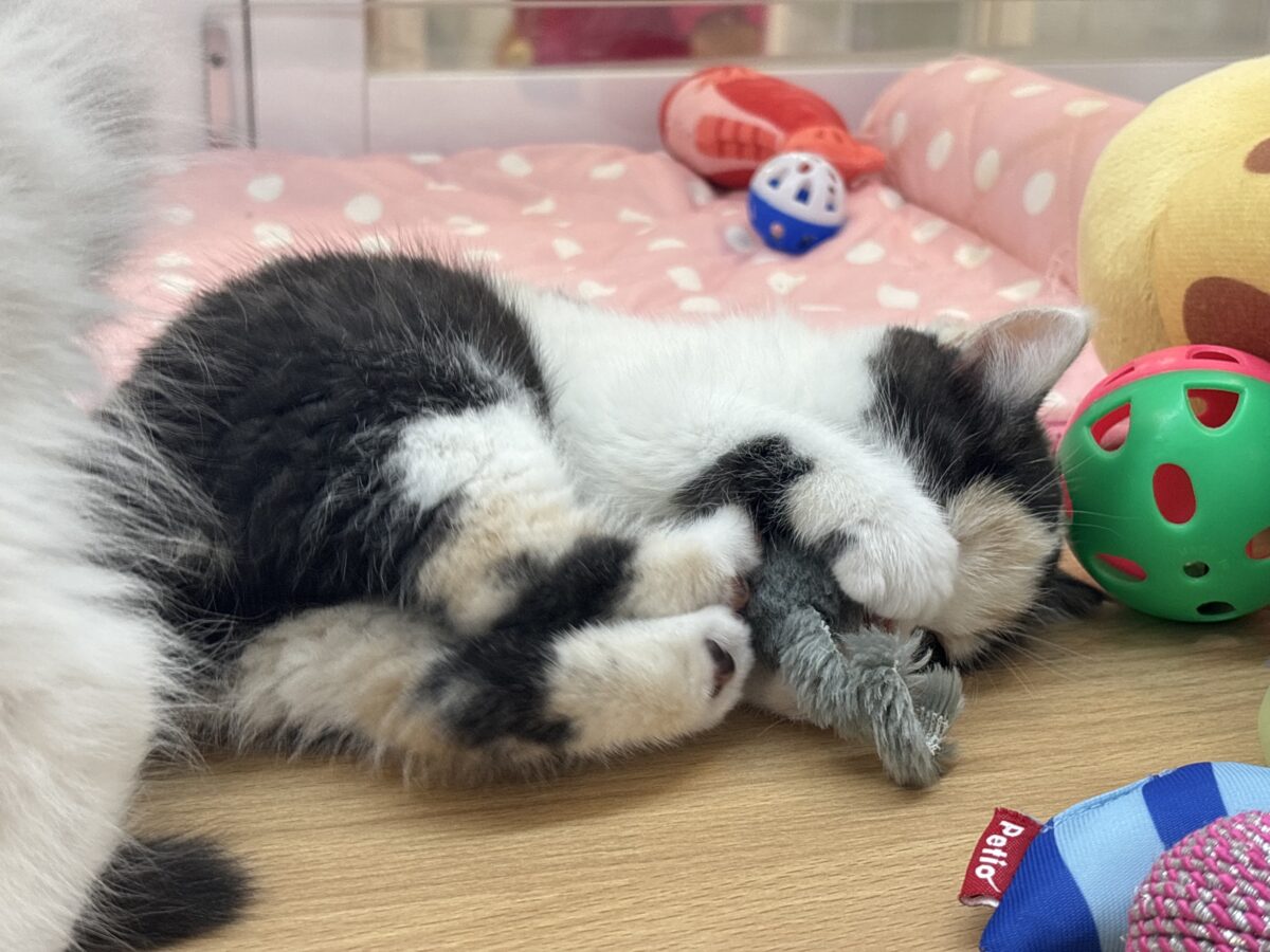 ミックス猫