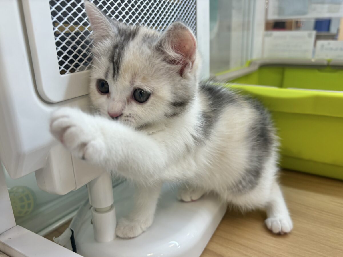 ミックス猫