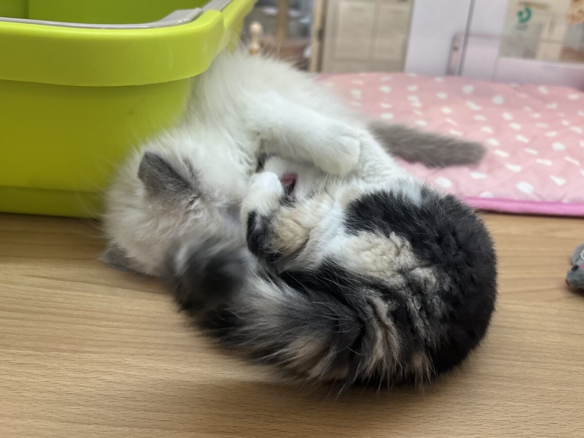 ミックス猫