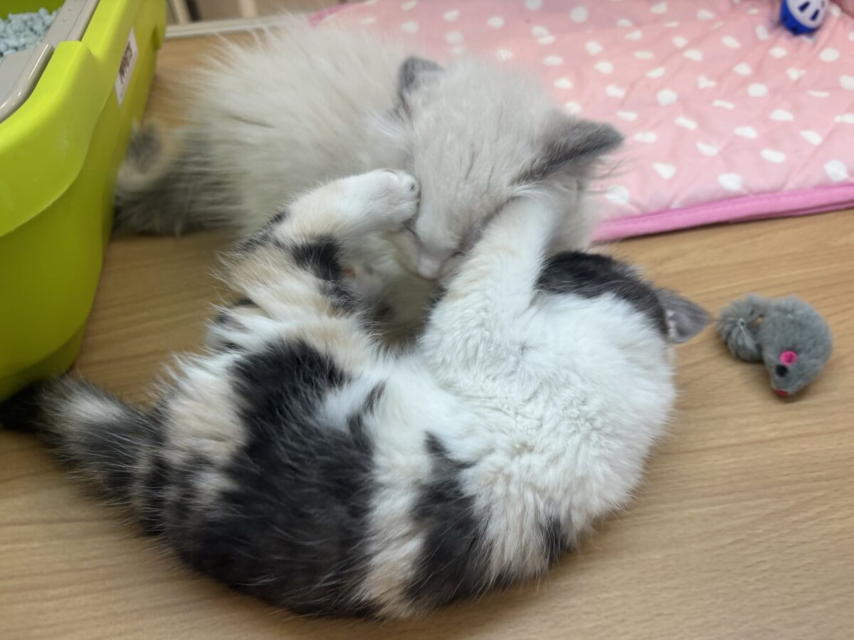 ミックス猫