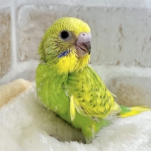 キュートフェイス😍💘　セキセイインコ（スパングル）