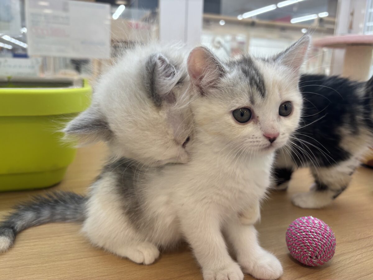 ミックス猫