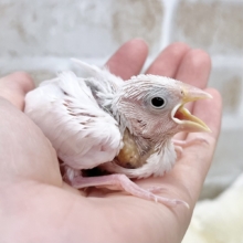 将来はおもちの妖精です🧚✨　白文鳥
