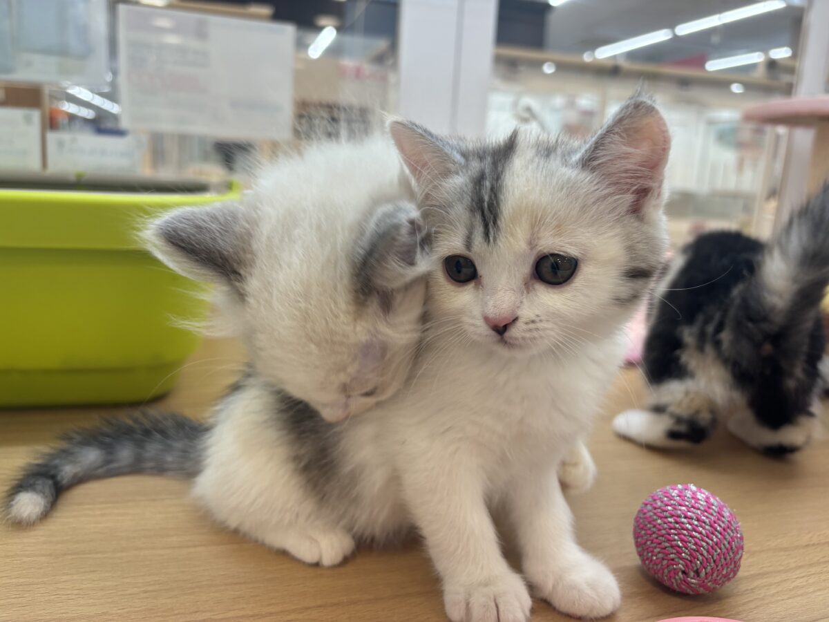 ミックス猫