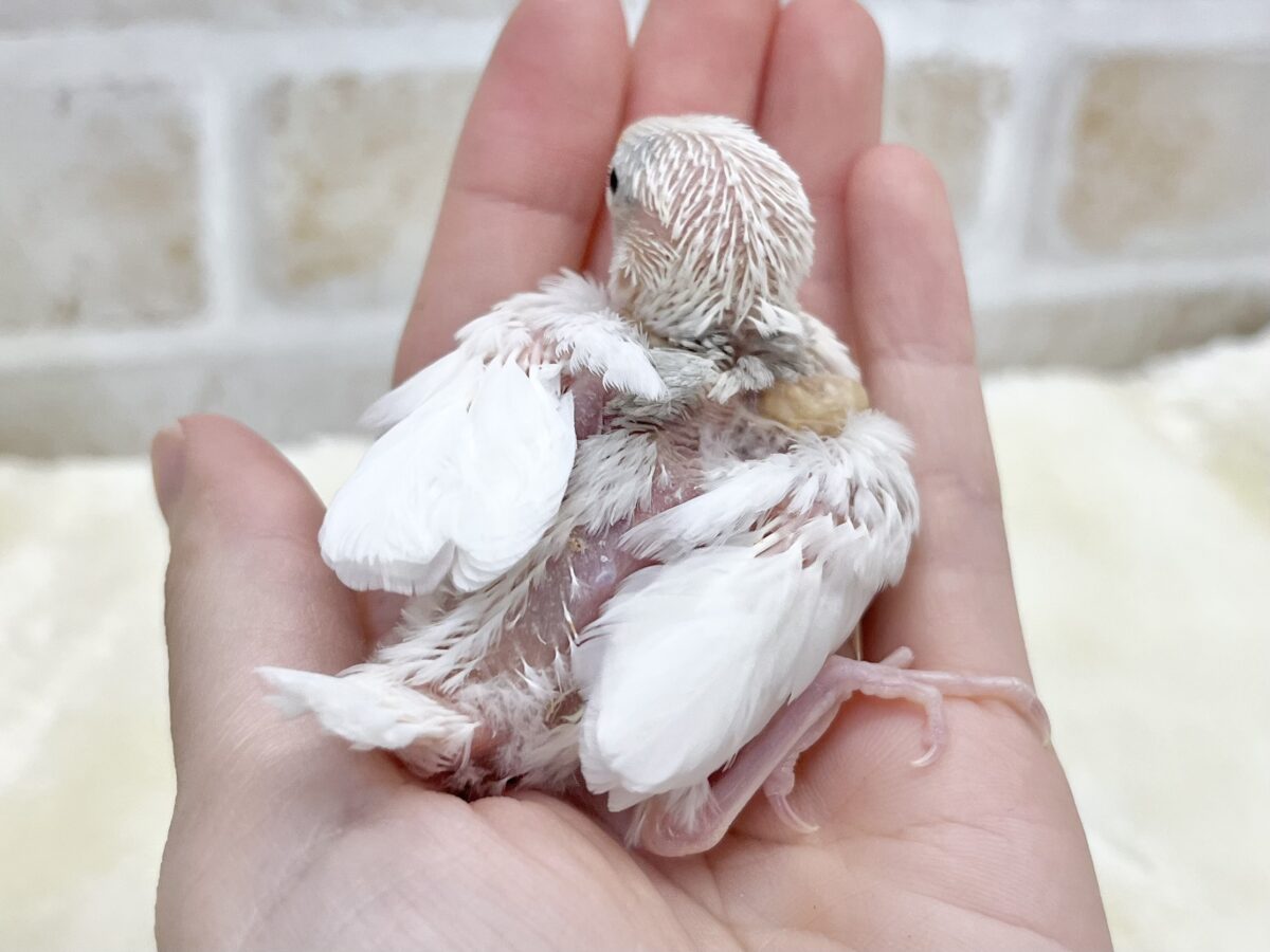 白文鳥