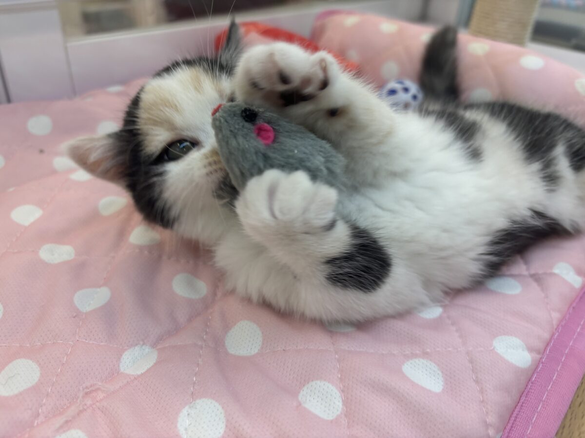 ミックス猫