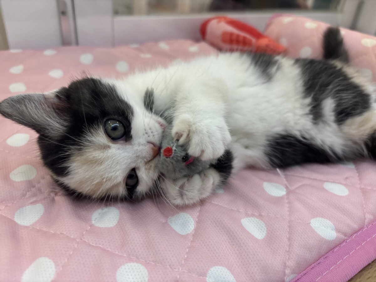 ミックス猫