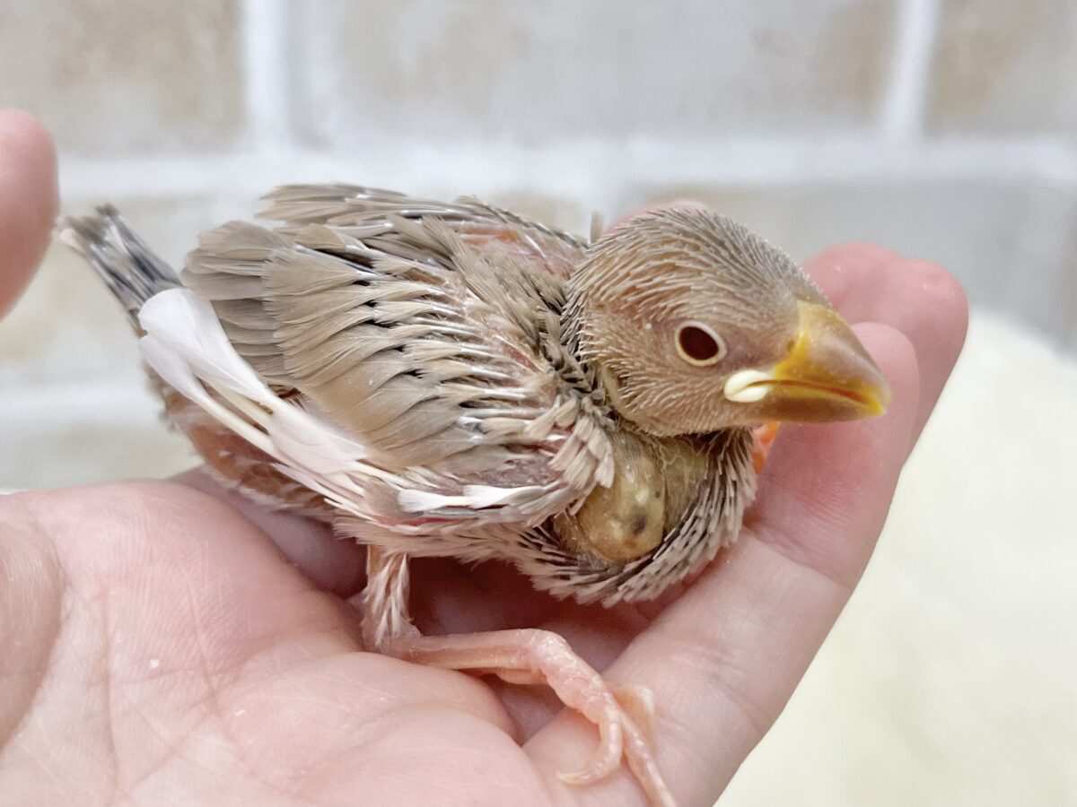 シナモン文鳥