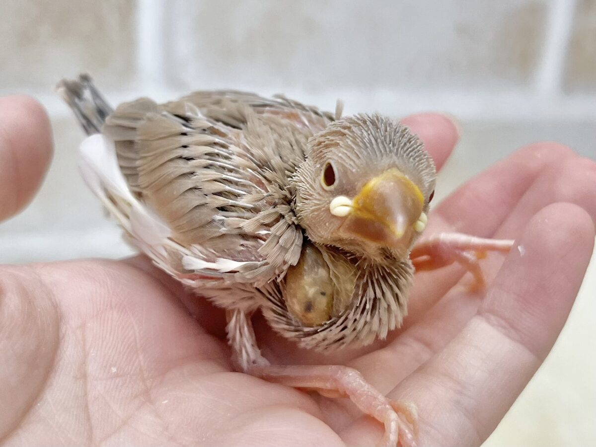 シナモン文鳥