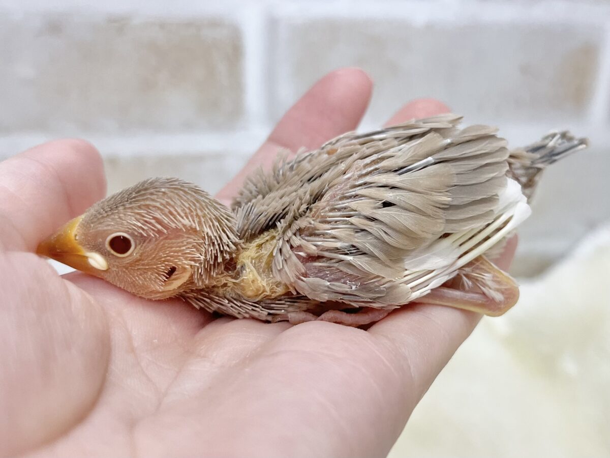 シナモン文鳥