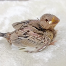 ミルクたっぷりチョコレート🍫💕　シナモン文鳥