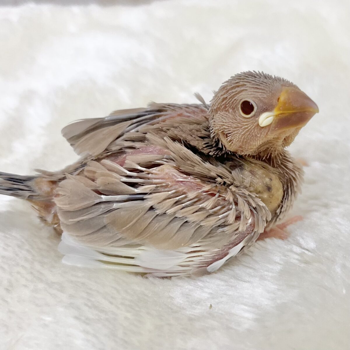 ミルクたっぷりチョコレート🍫💕　シナモン文鳥