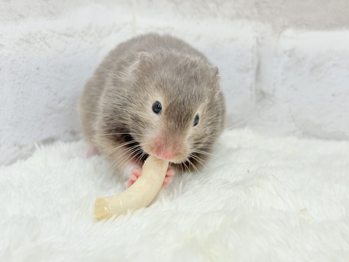 ゴールデンハムスター