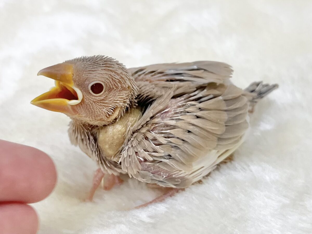 シナモン文鳥