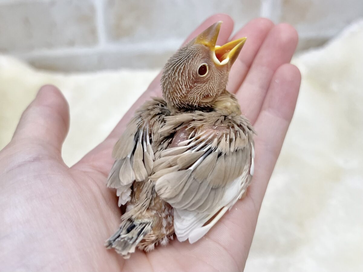 シナモン文鳥