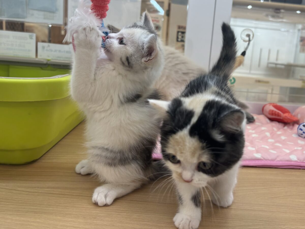 ミックス猫