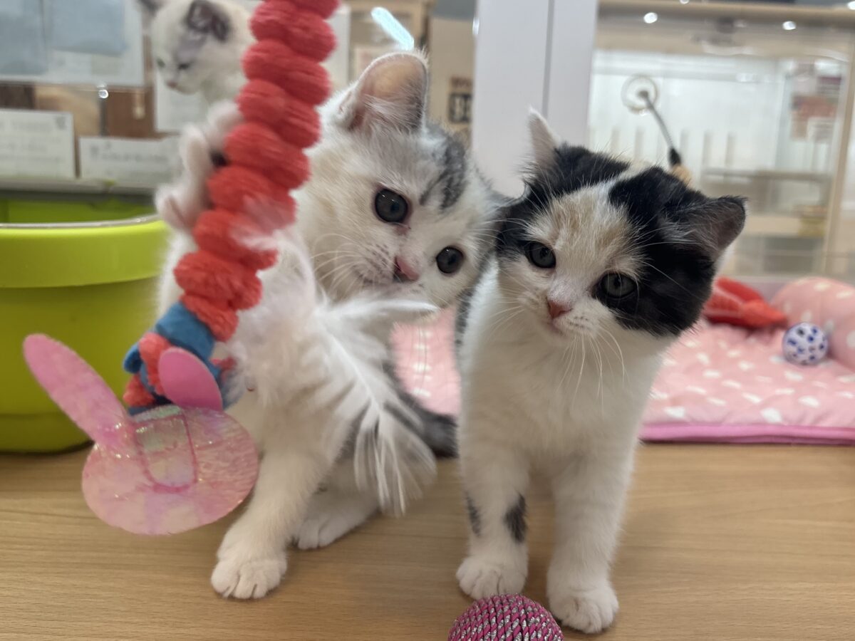 ミックス猫