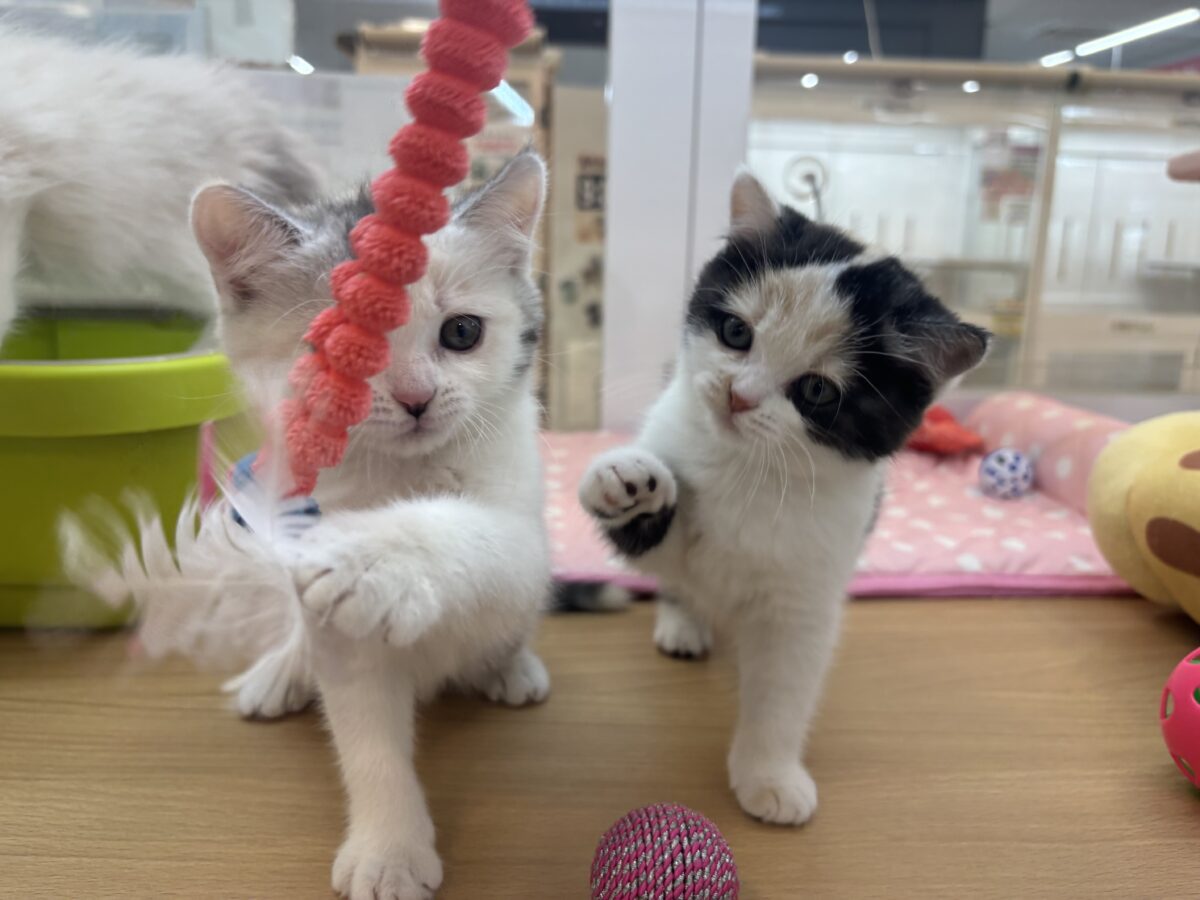 ミックス猫