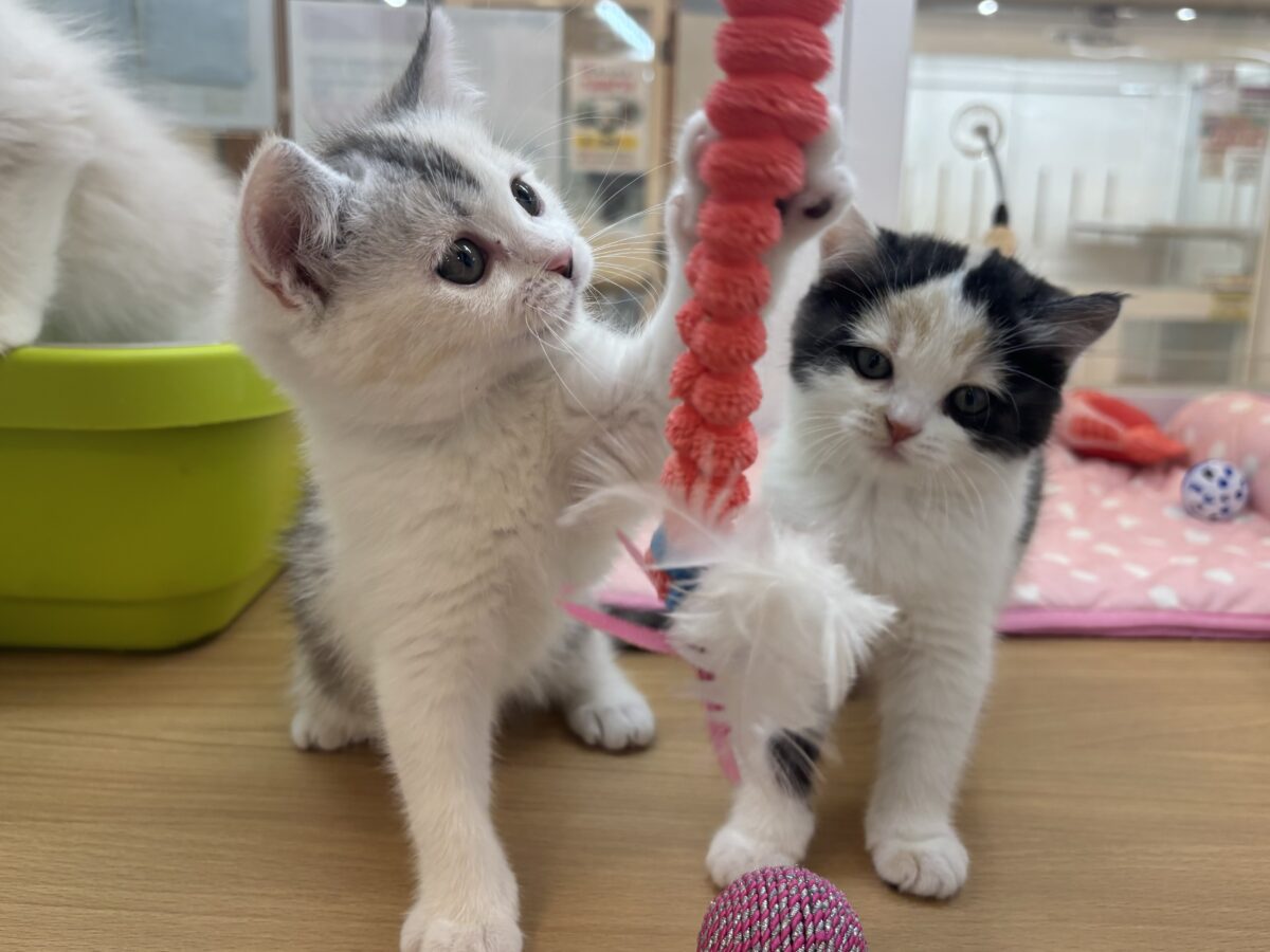 ミックス猫