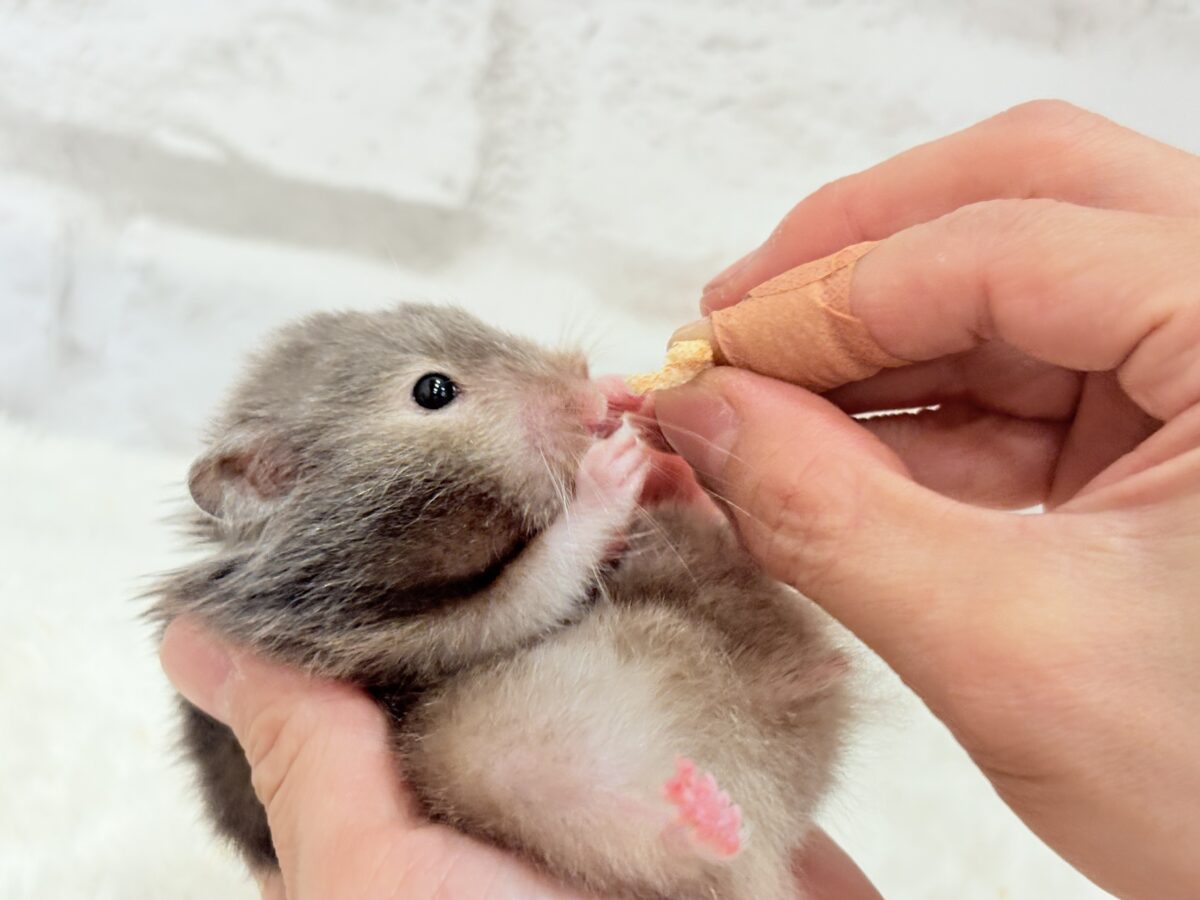 ゴールデンハムスター